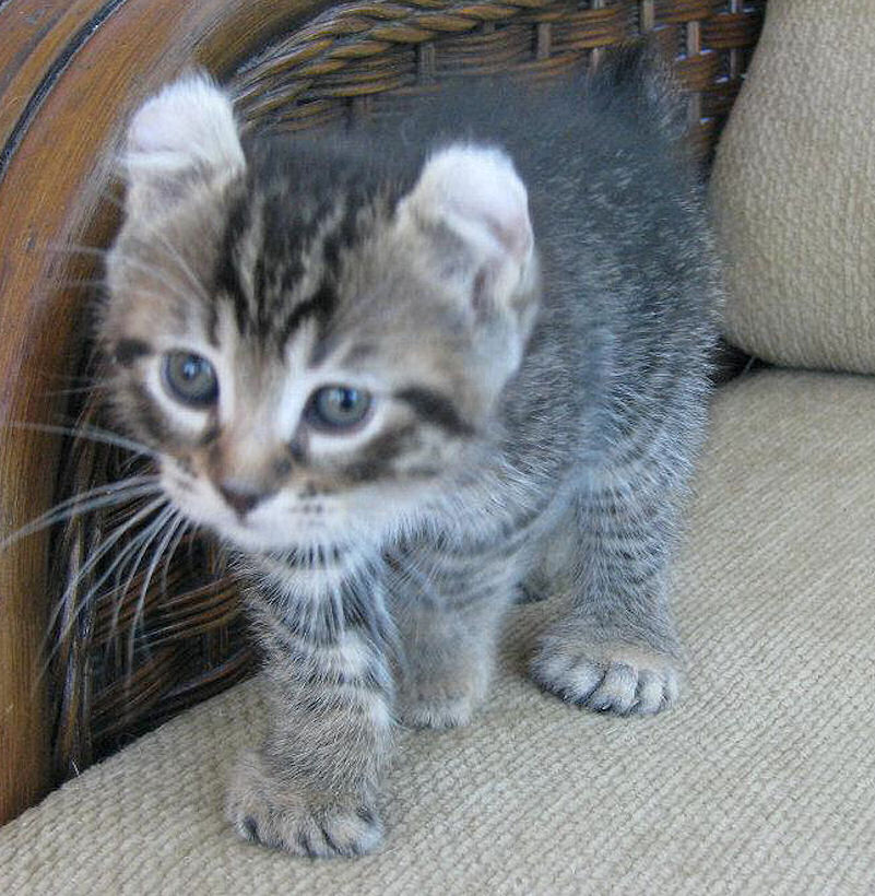 Chat six Chat six